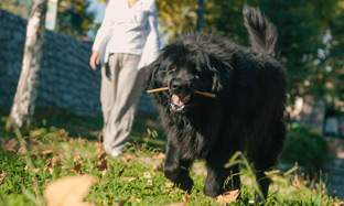 ¿Cómo mantener a tu mascota en un peso saludable y porqué hacerlo?
